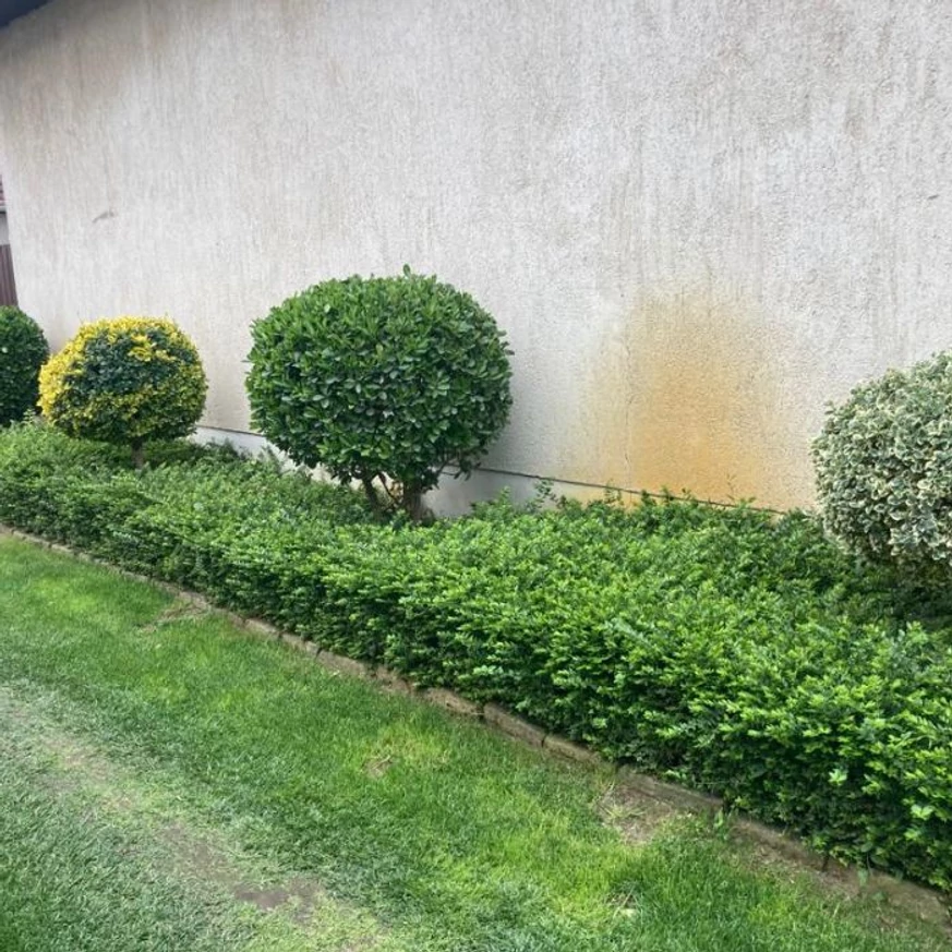 Caprifoiul târâtor plantat ca un gard viu cu creștere joasă decorează frumos curtea. 