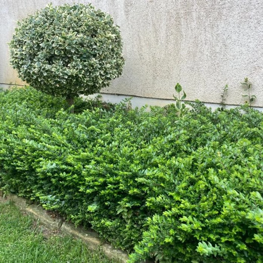 Gard viu din caprifoi târâtor decorat cu salbă tunsă într-o formă sferică. 