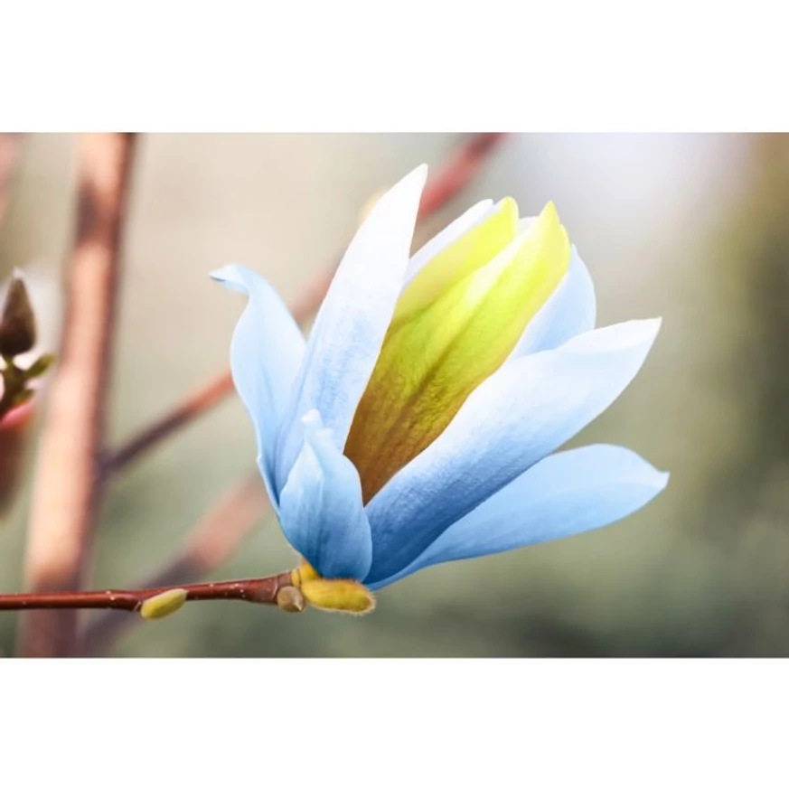 Floarea deosebită a magnoliei albastre. 
