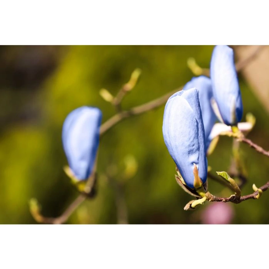 Mugurii florali ai magnoliei albastre. 