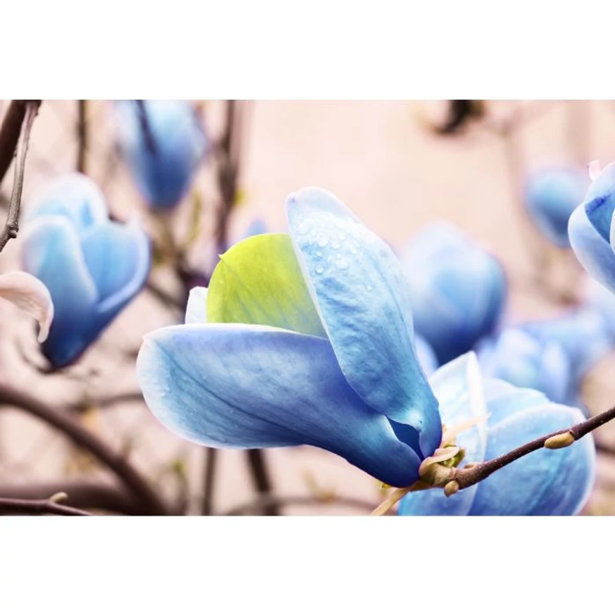 Florile deosebite ale magnoliei Blue Opal. 