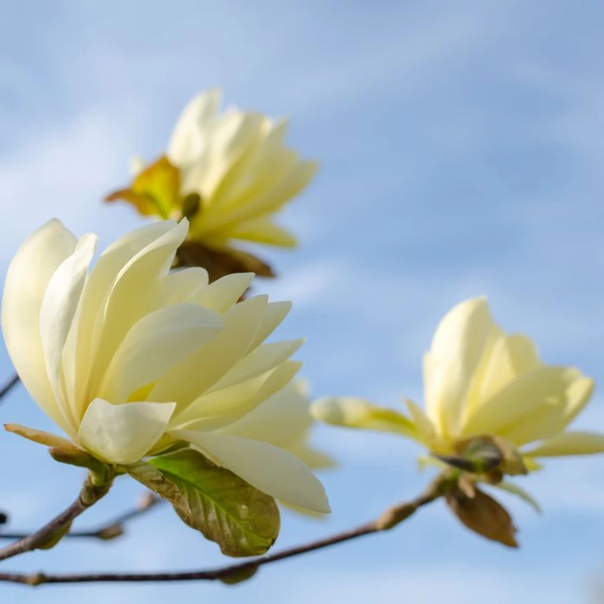 Florile galbene ale magnoliei Daphne. 
