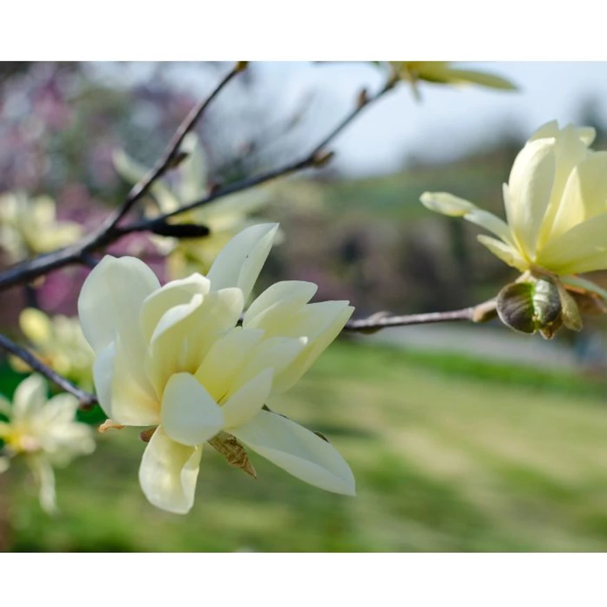 Florile magnoliei Daphne. 