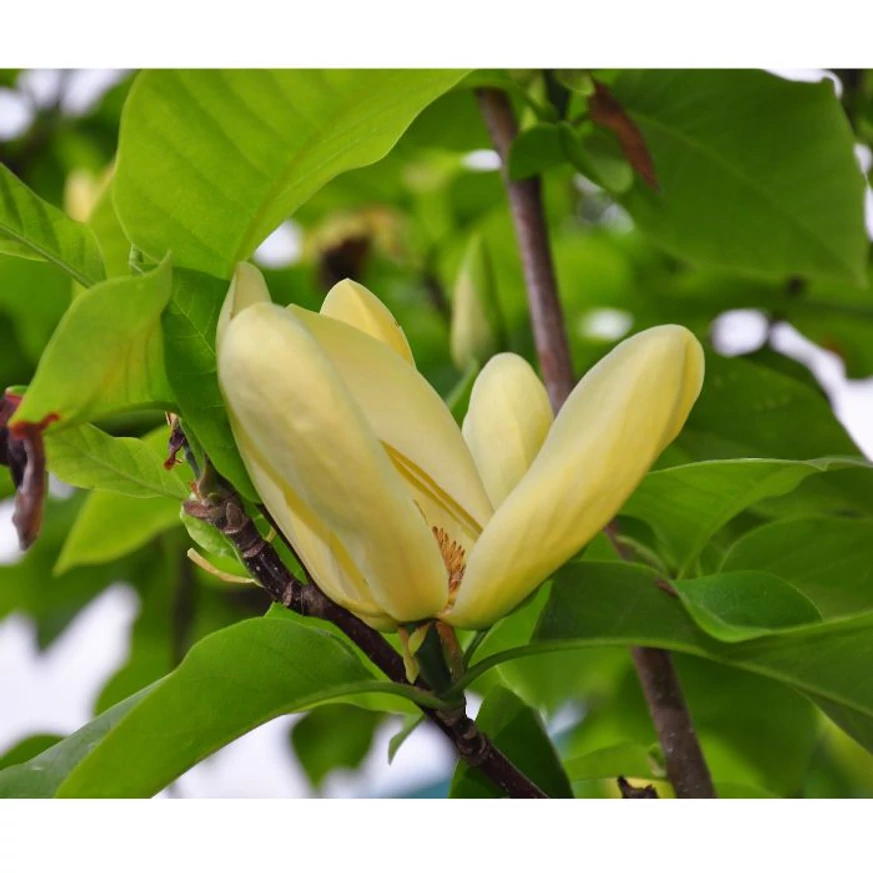 Florile magnoliei Daphne apar odată cu frunzele. 