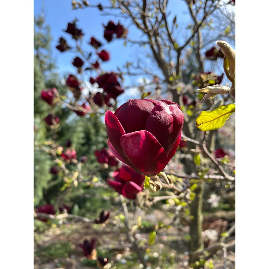 Magnolia soulangeana Genie K5 - Magnolia Genie