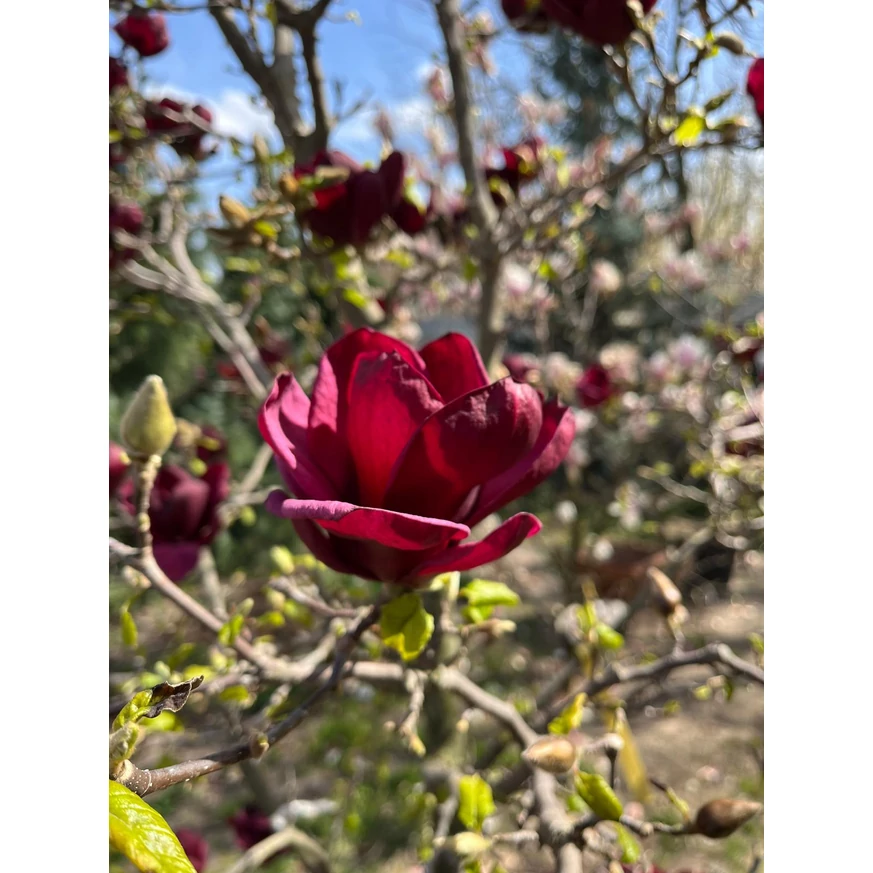 Magnolia soulangeana Genie K5 - Magnolia Genie