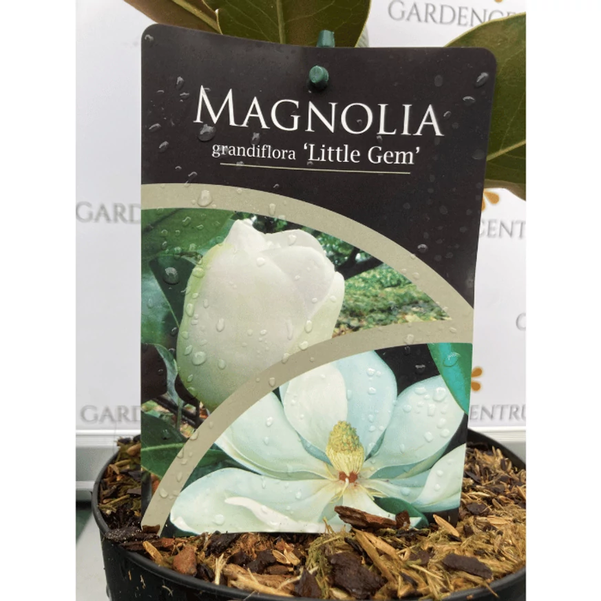 Eticheta magnoliei veșnic verzi. 
