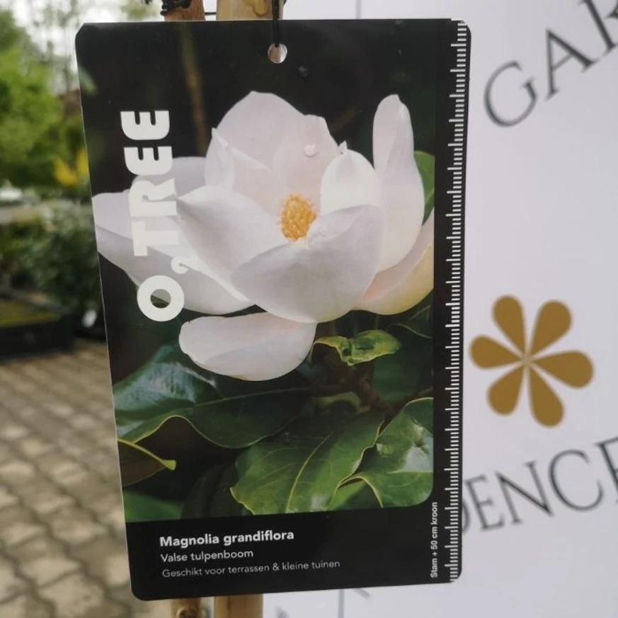 Eticheta magnoliei veșnic verzi. 