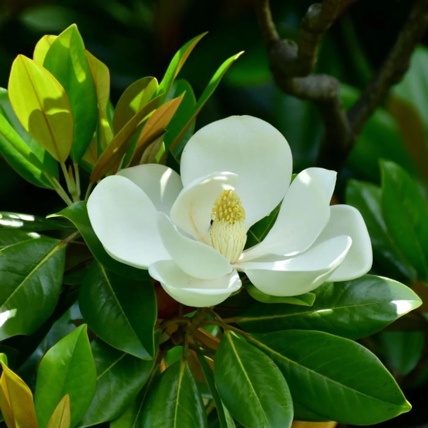 Floarea mare, albă a magnoliei veșnic verzi. 