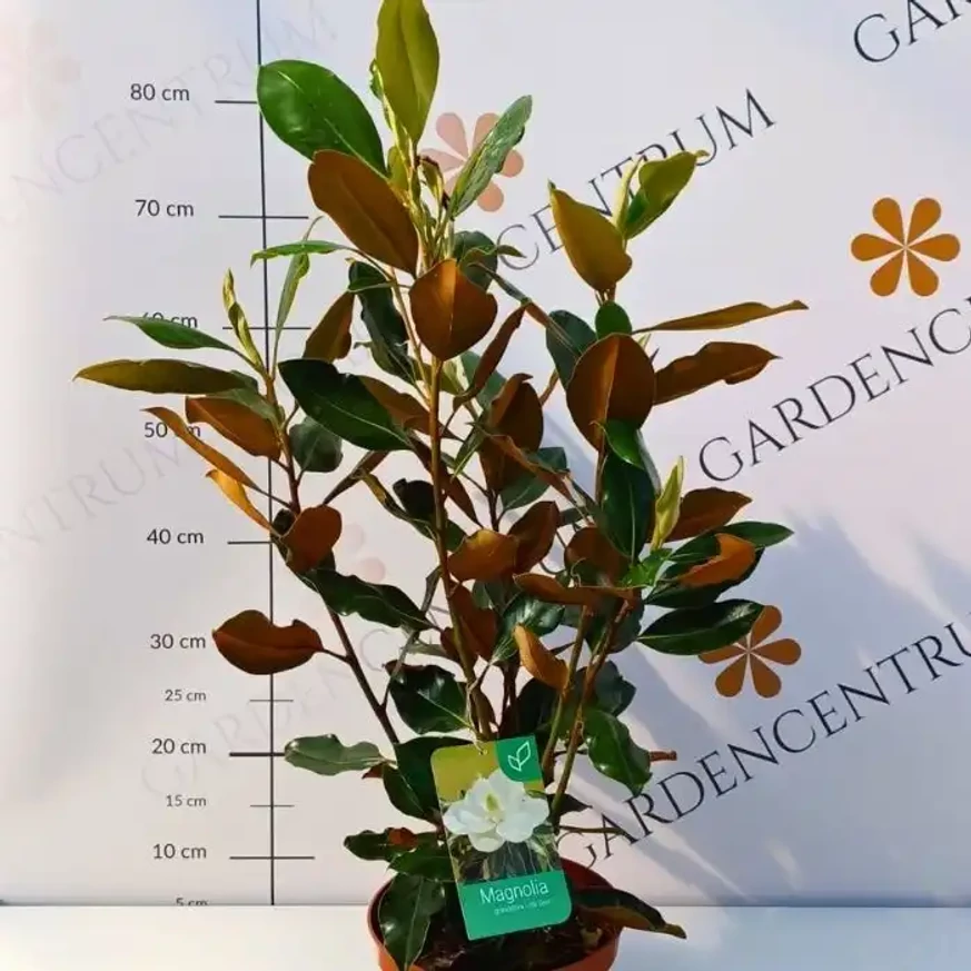 Magnolie Little Gem la ghiveci în luna septembrie în pepiniera noastră. 