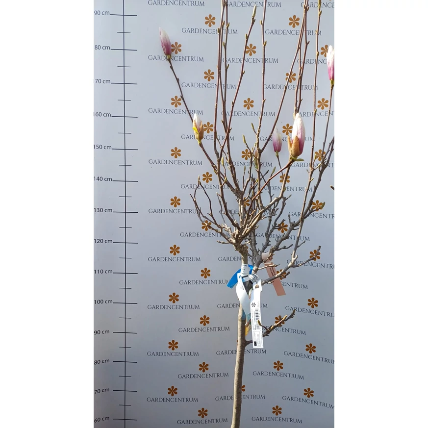 Magnolia la începutul înfloririi în pepniera noastră. 