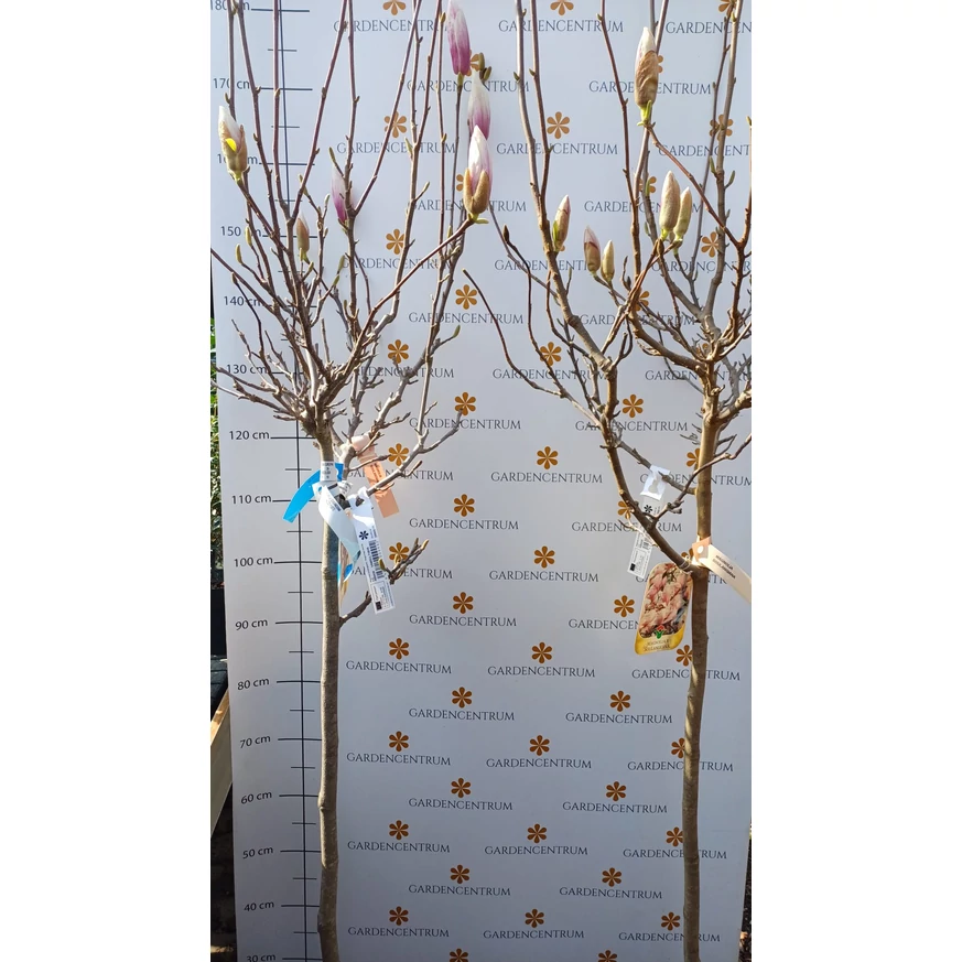 Magnolii creccute într-un copac, în pepiniera noastră, luna martie. 