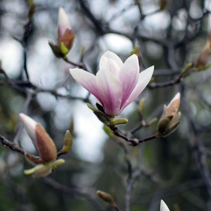 Magnolia soulangeana primăvara, la începutul înfloririi. 