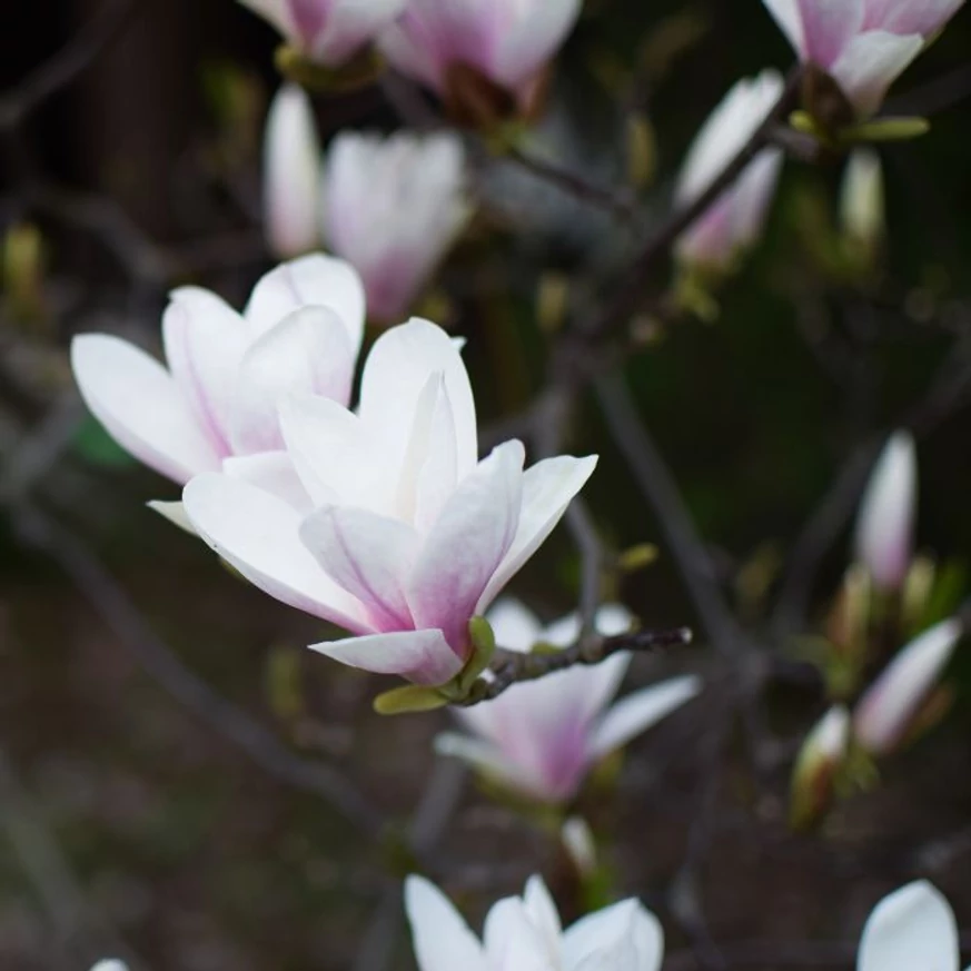 Florile alb-roz ale magnoliei. 