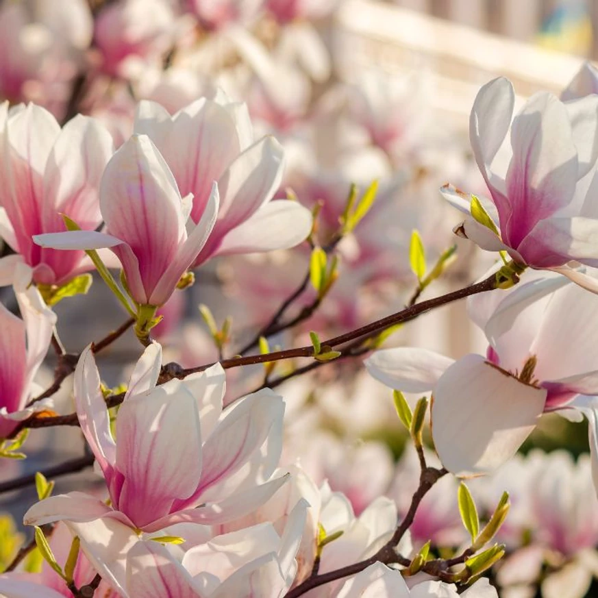 Magnolia înflorită oferă o priveliște încântătoare. 