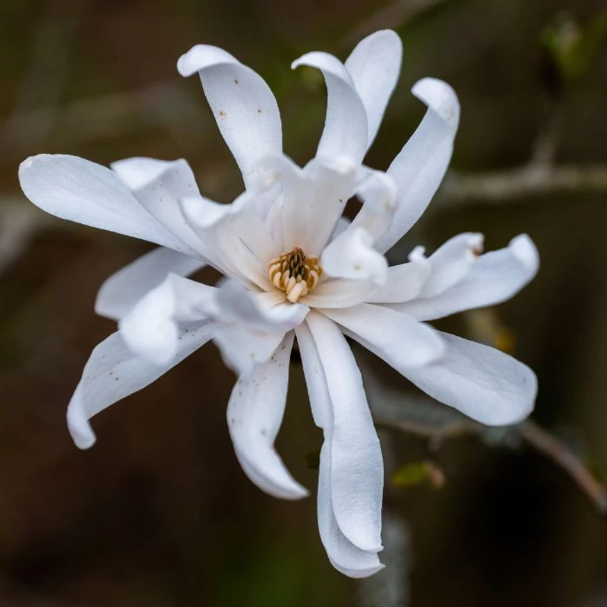 Floarea albă în formă de stea a magnoliei stellata. 