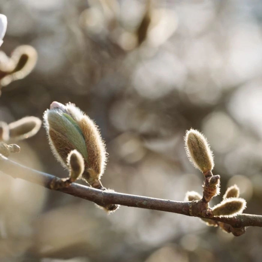 Mugurii florali a magnoliei setallata. 