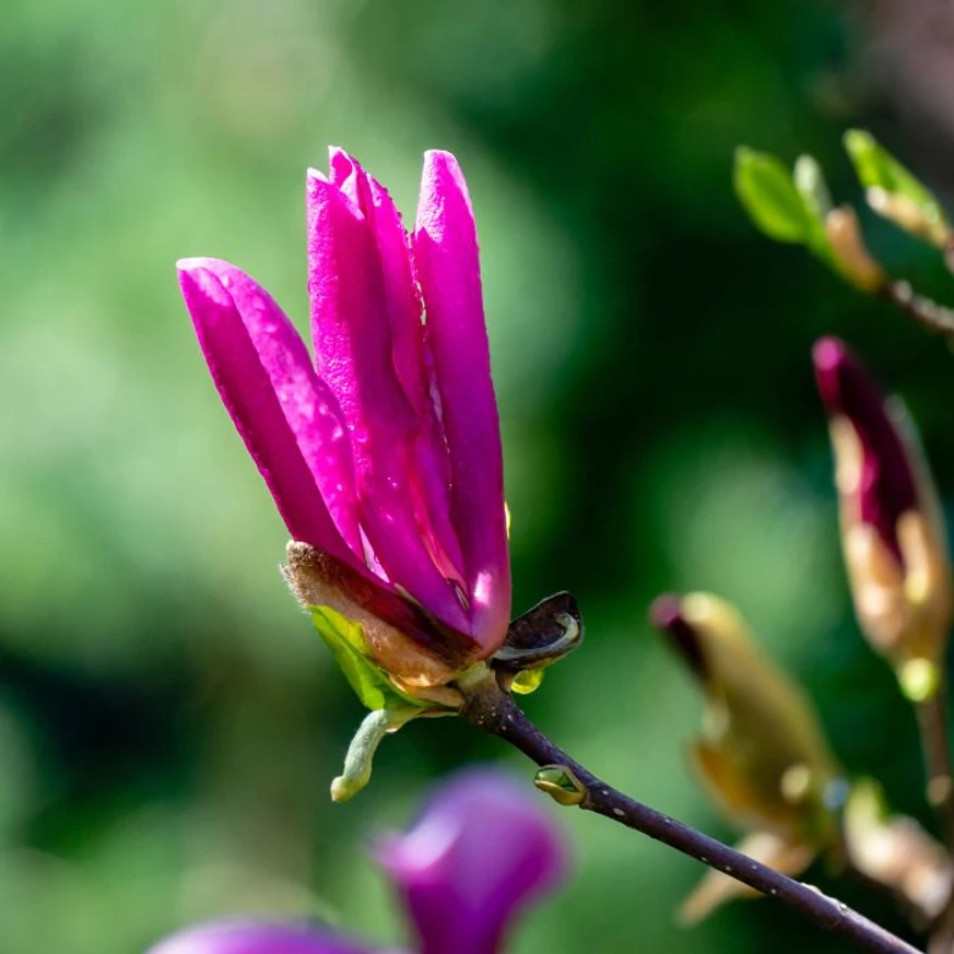 Magnolia Susan la începutul înfloririi. 