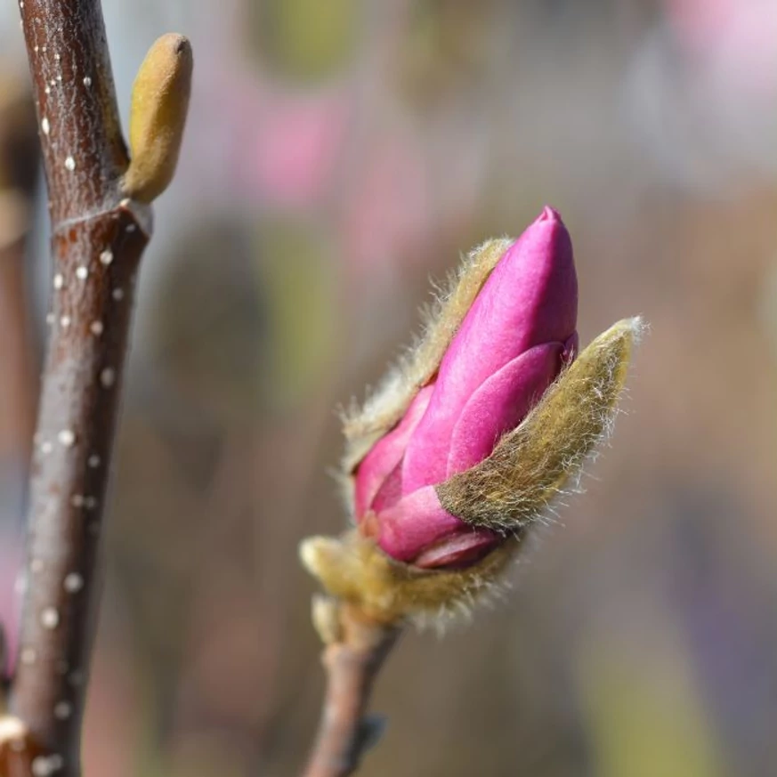 Magnolia Susan la începutul înfloririi. 
