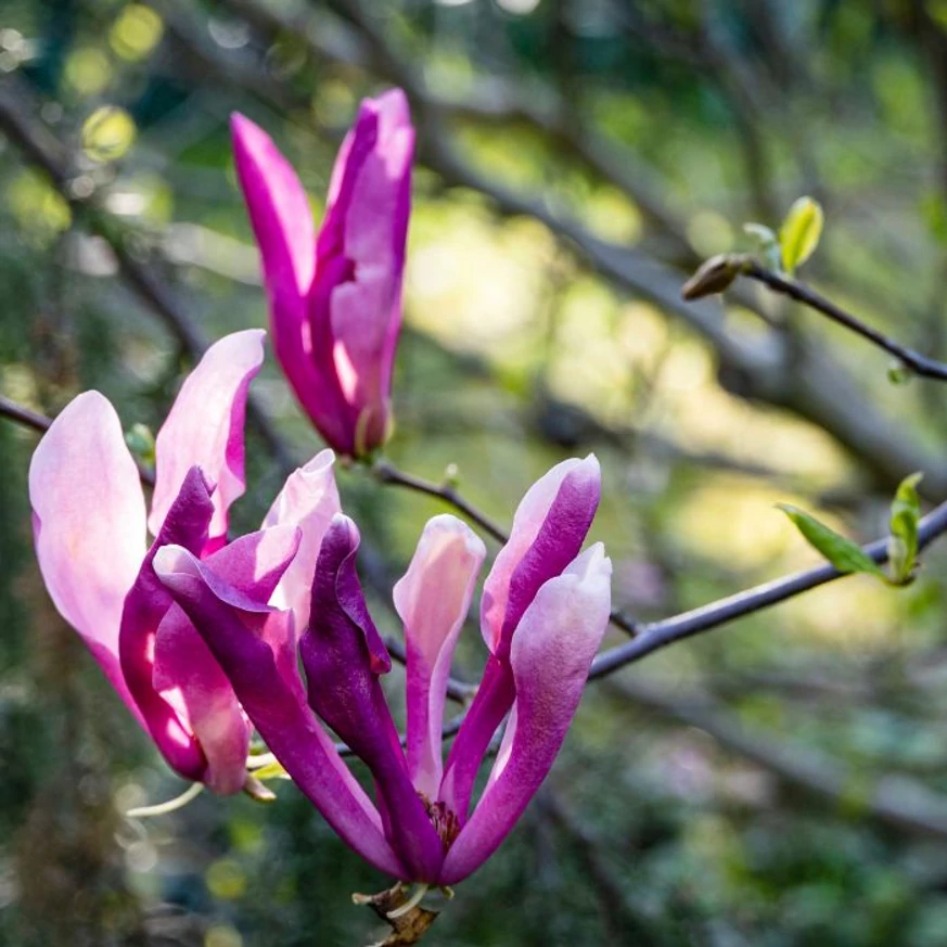 Florile în formă de stea a magnoliei Susan. 
