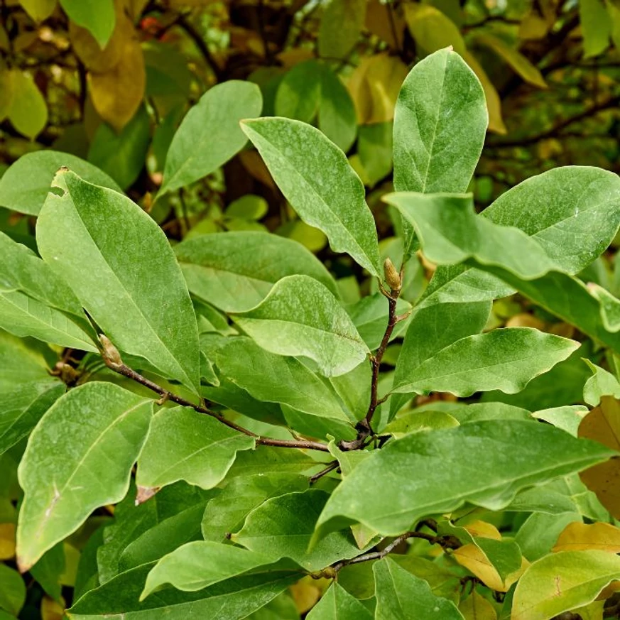 Frunzele magnoliei Susan. 