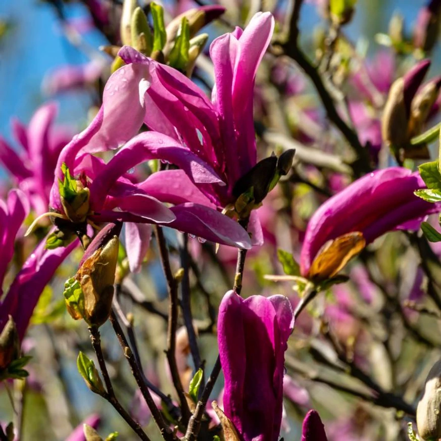 Florile magnoliei Susan înfloresc în luna aprilie. 