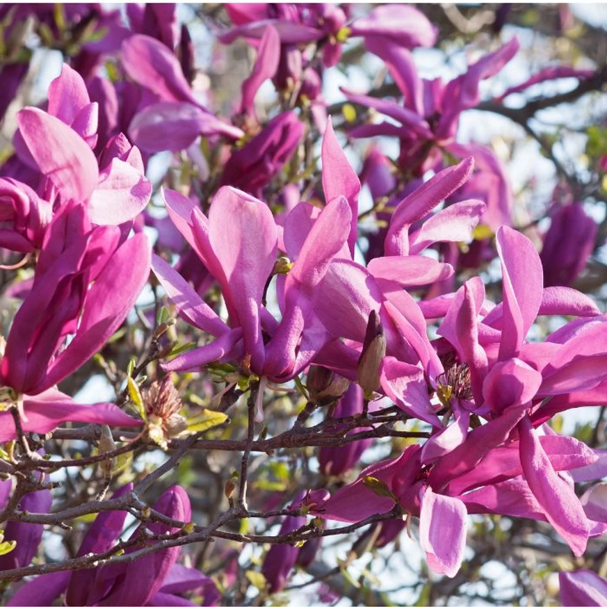Magnolia Susan înflorește abundent, primăvara. 