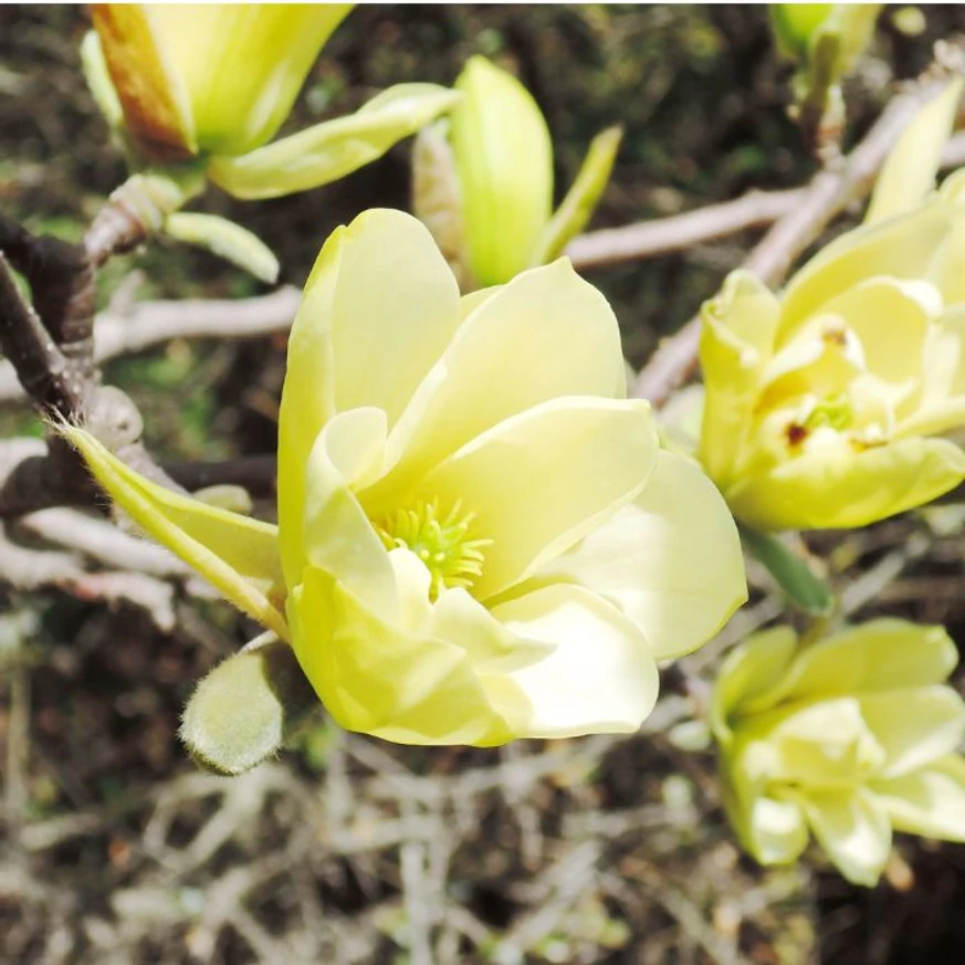 Florile frumoase, galbene ale magnoliei Yellow River. 