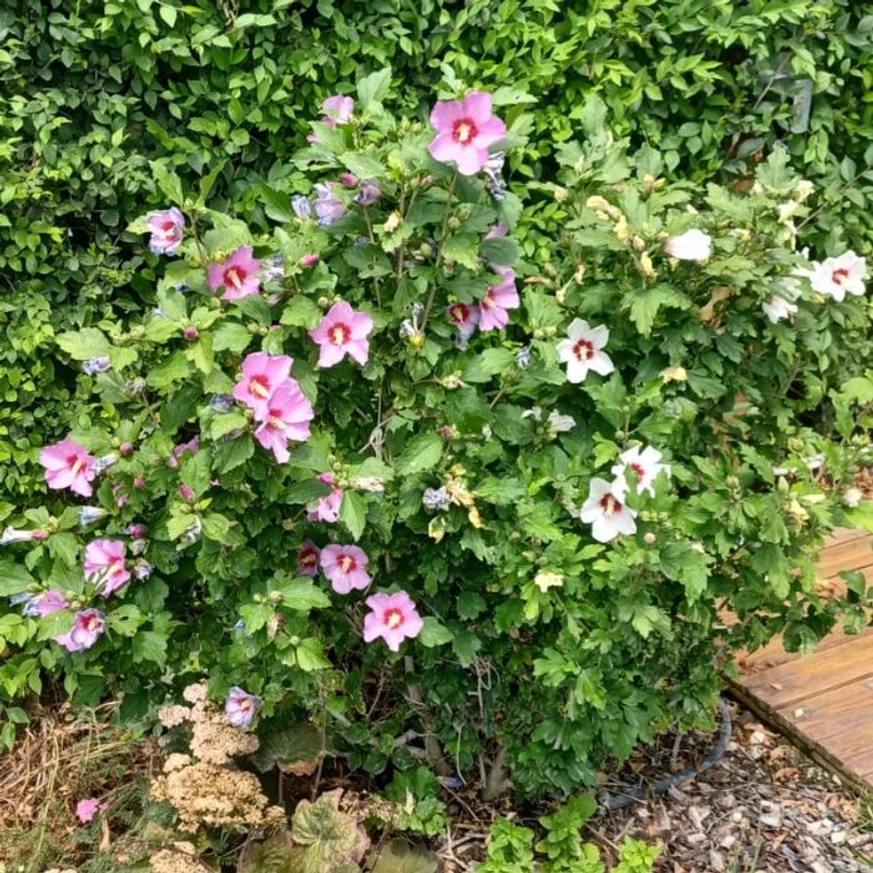 Hibiscus bine dezvoltată, plantată în grădină.