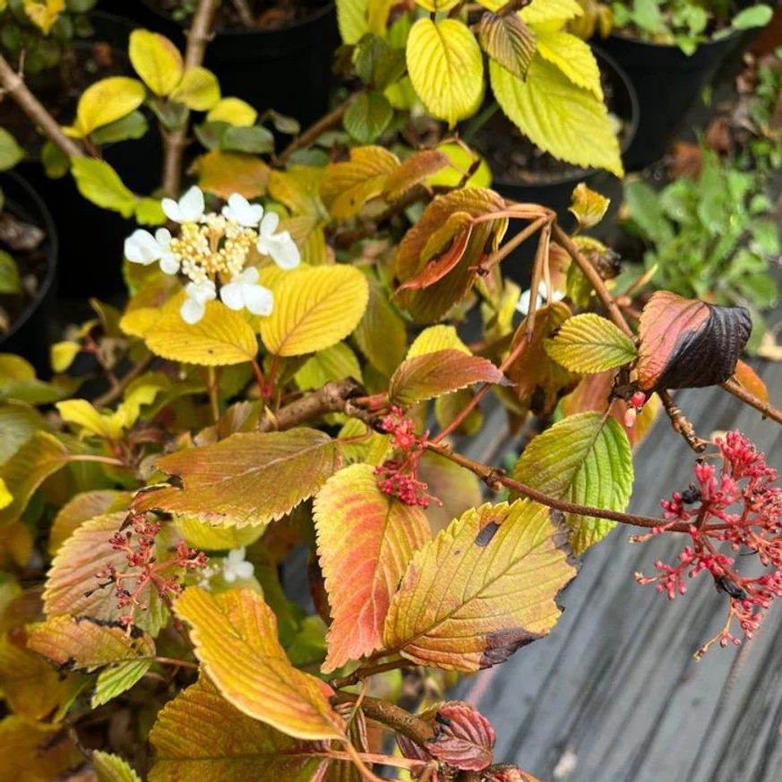 Frunzele și florile Viburnum plicatum Mariesii în luna octombrie.