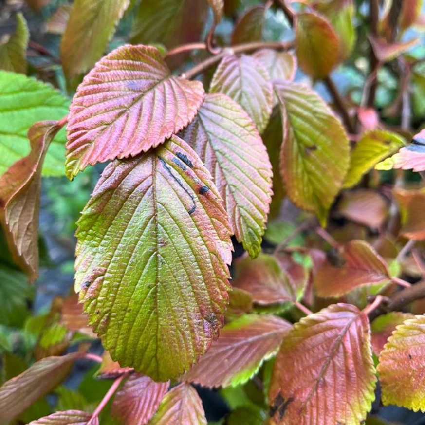 Colorarea frunzelor de toamnă a Viburnum plicatum Mariesii, o frumusețe deosebită.