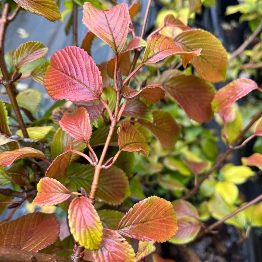 Colorarea frunzelor a Viburnum plicatum Mariesii, arbustul ornamental foios.