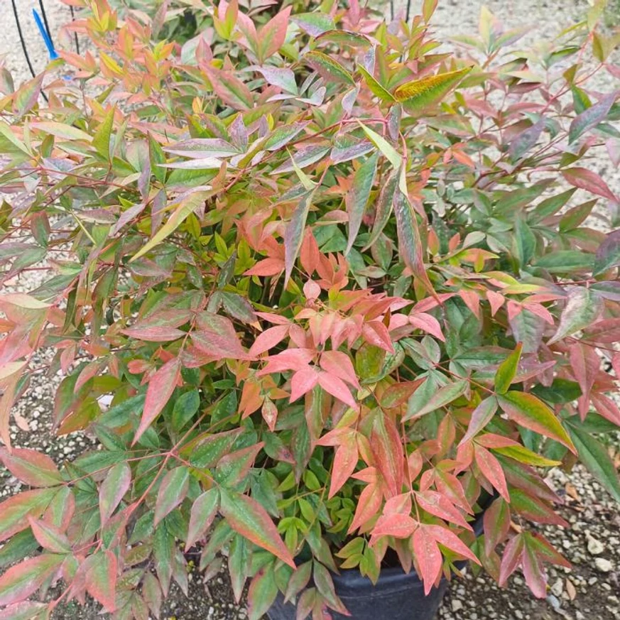Frunzișul colorat arbustului veșnic-verde Nandina domestica.