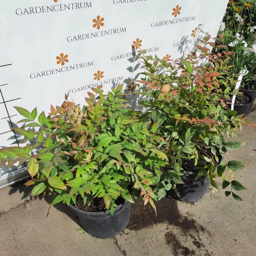 Nandina domestica la începutul lunii septembrie în pepiniera noastră. 