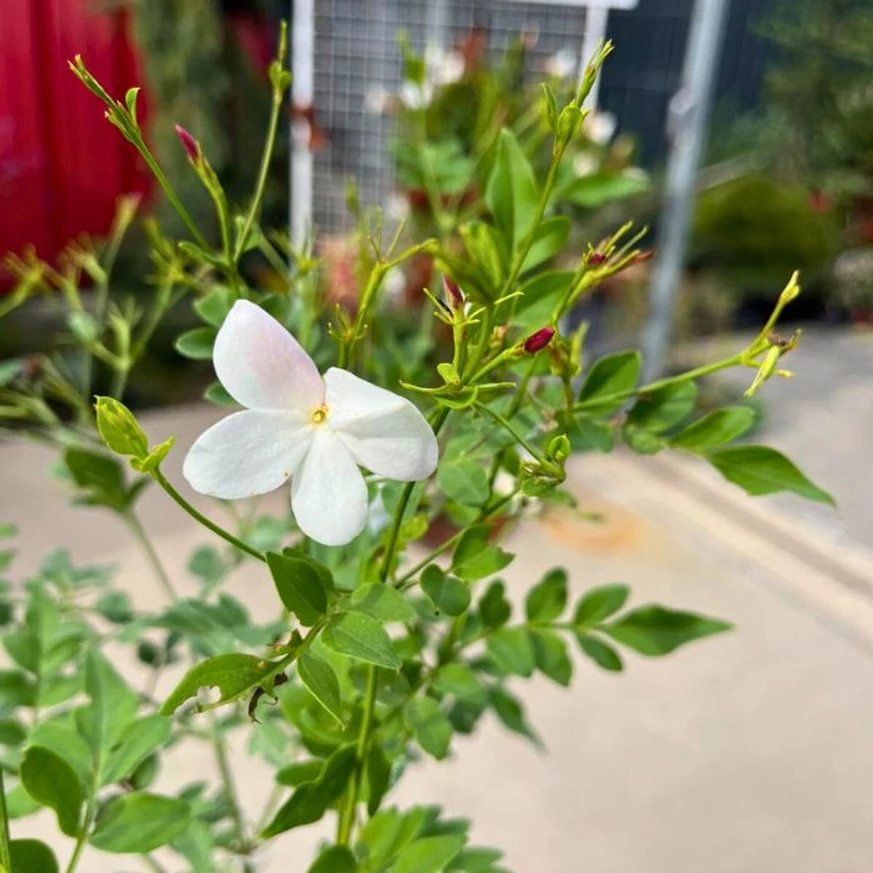 Jasminum sp - Iasomie cățărătoare