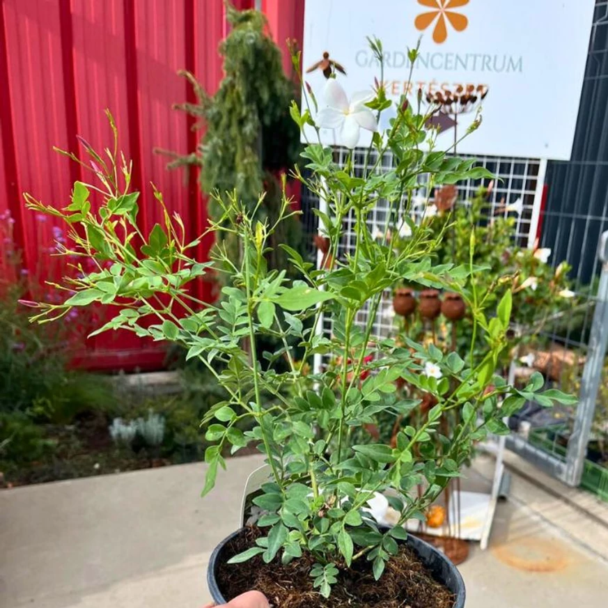 Jasminum sp - Iasomie cățărătoare