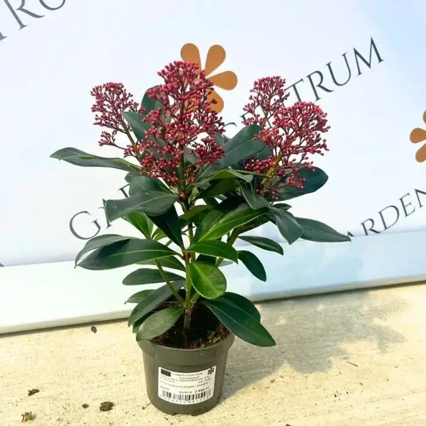 Skimmia japonica Rubella în ghiveci, disponibilă în oferta noastră de septembrie.