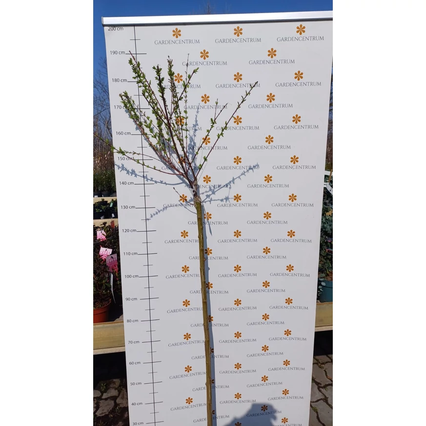 Salix Hakuro-Nishiki în pepiniera noastră primăvara, în luna martie. 
