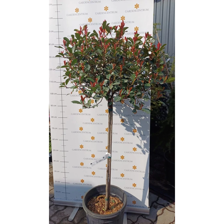 Photinia crescută pe trunchi înalt, în luna martie.