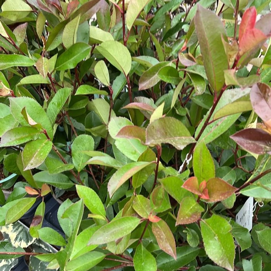 Frunzișul plantelor Photinia Red Robin la începutul lunii septembrie.