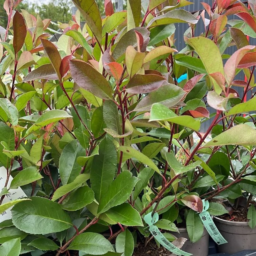 Frunze proaspete, frumos colorate ale plantei Photinia x fraserii Red Robin.