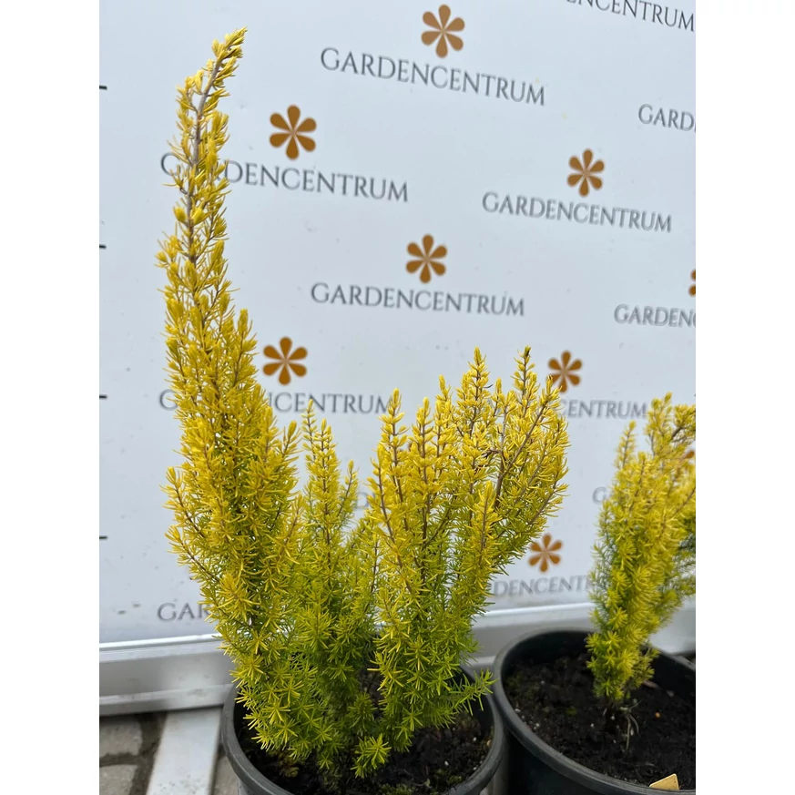 Erica arborea Albert's Gold cu frunziș auriu superb, disponibilă în pepiniera noastră.