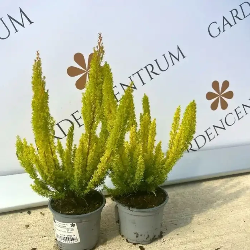 Erica arborea Albert's Gold are o creștere verticală.