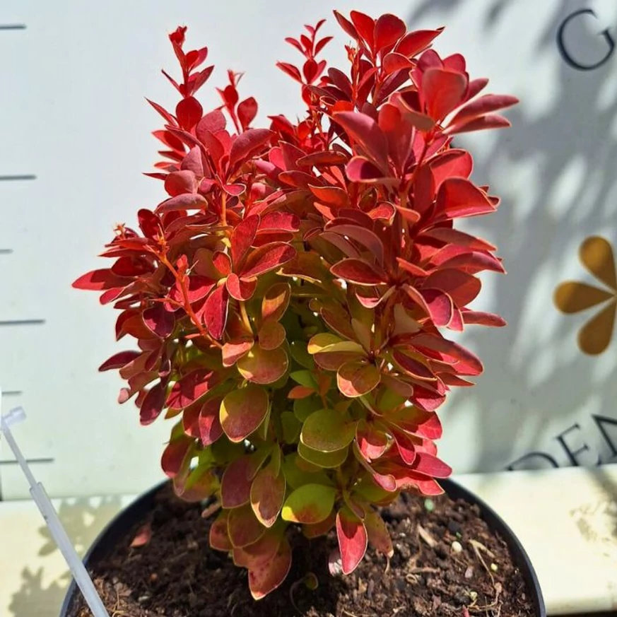 Berberis thunbergii Orange Ice C3 - Drăcilă portocalie