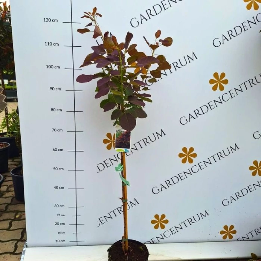 Scumpia roșie crescută pe trunchi înalt de 70 cm în pepiniera noastră.