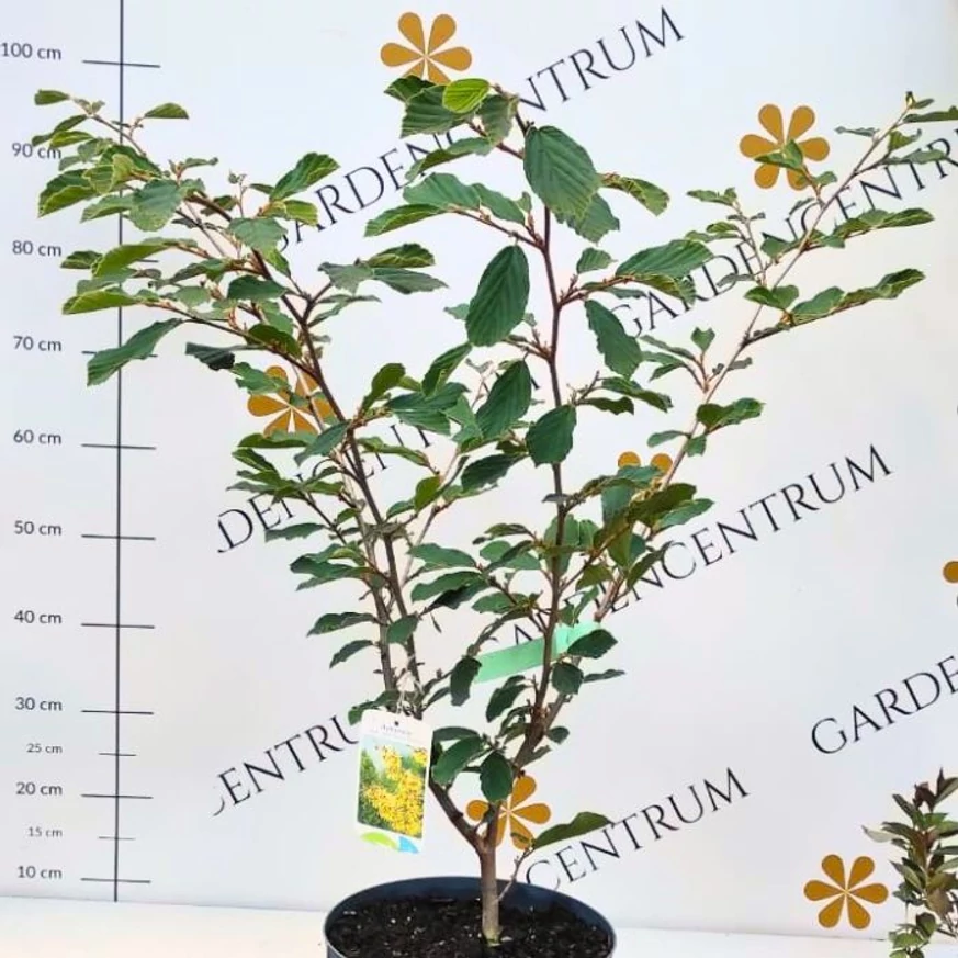Aspectul arbustului Hamamelis la sfârșitul lunii mai.