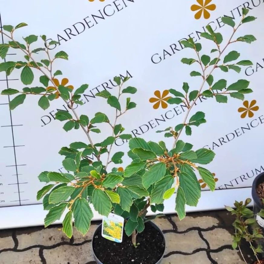 Frunzele arbustului Hamamelis intermedia.