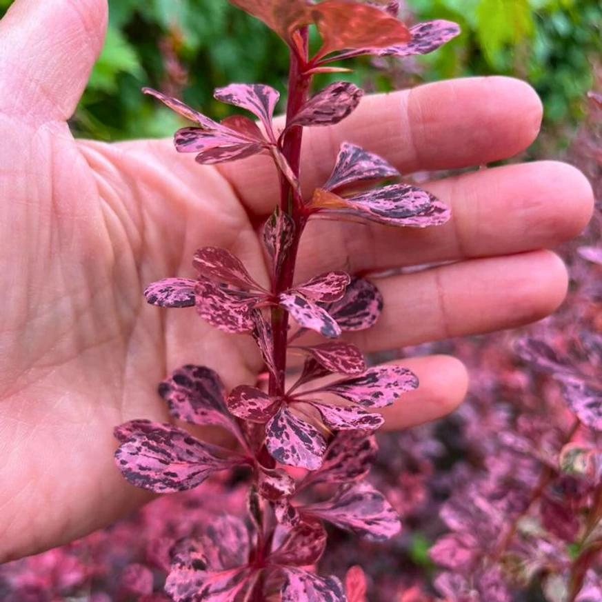 Berberis thunbergii Rose Glow decorează cu frunze colorate spectaculoase. 