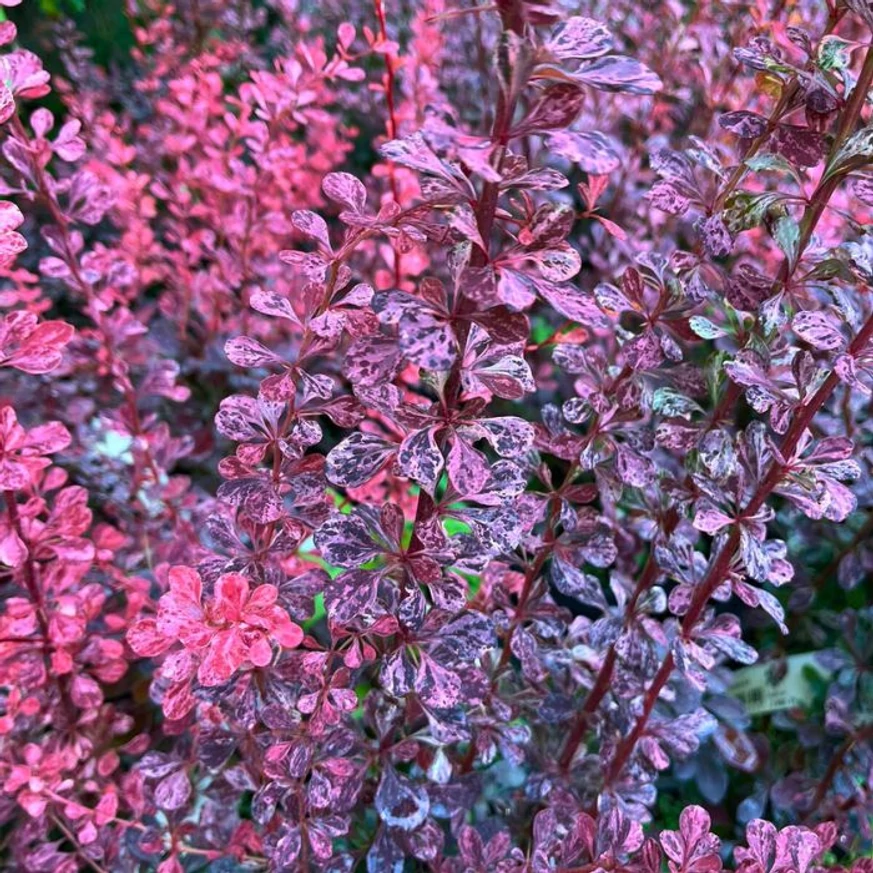 Berberis thunbergii Rose Glow decorează cu frunziș colorat. 