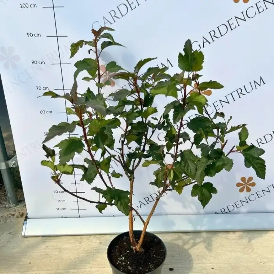 Physocarpus opulifolius Diabolo, într-un ghiveci în pepiniera noastră. 